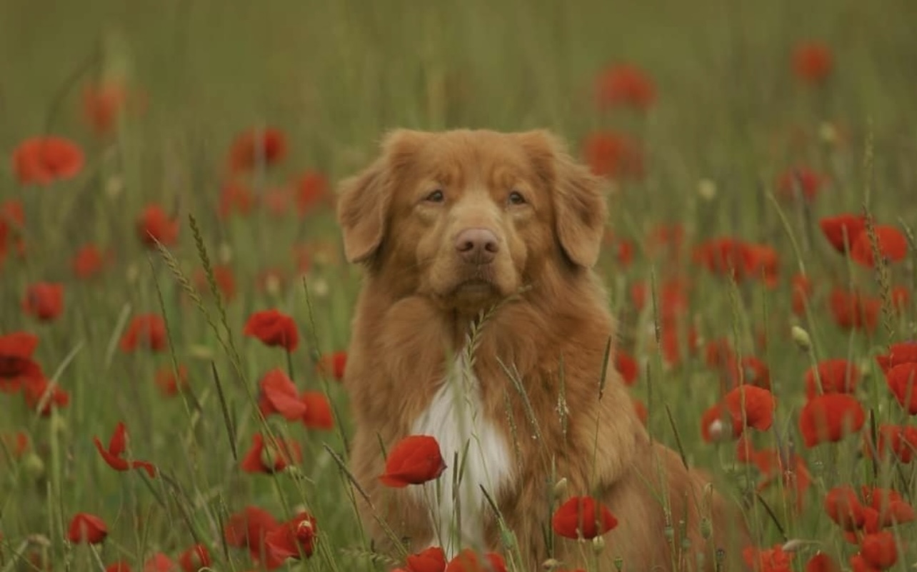 Le Retriever De La Nouvelle Ecosse De La Legende De Carpo